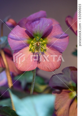 Christmas rose Christmas rose 63090603