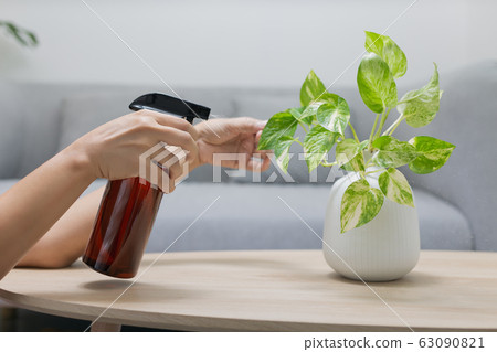 Epipremnum aureum in a white ceramic vase 63090821