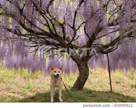 Wisteria in full bloom and Shiba Inu 63090822