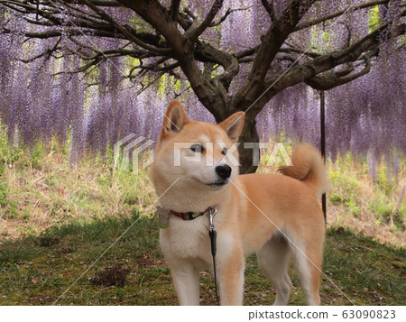 Wisteria in full bloom and Shiba Inu 63090823