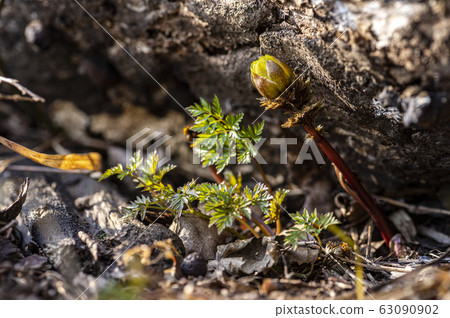 Wildflower Wildflower 63090902