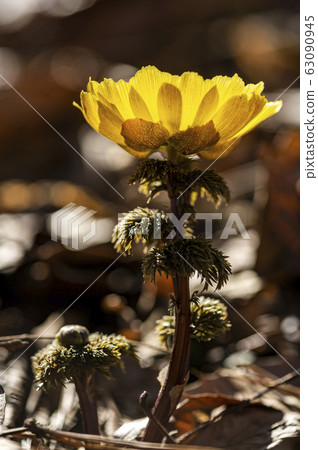 Wildflower 63090945