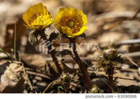 Wildflower Wildflower 63090986