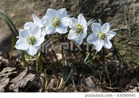 野花 野花 63090995