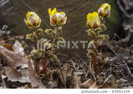 Wildflower Wildflower 63091144