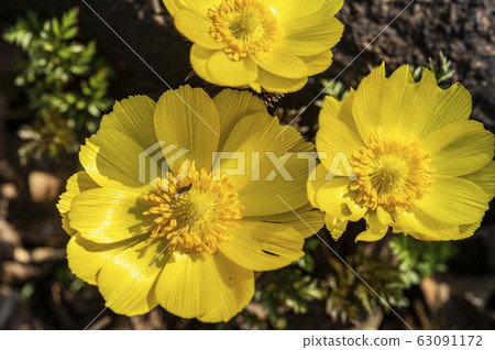 Wildflower Wildflower 63091172