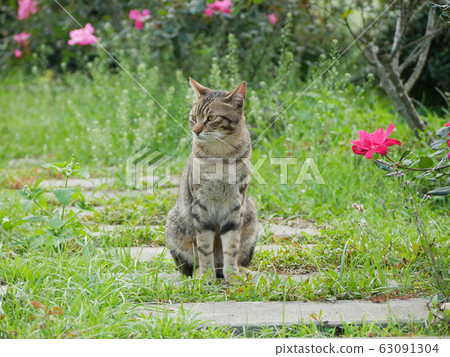 Cute tabby cat in the garden Cute tabby cat in the garden 63091304