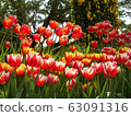 Beautiful tulip flowers 63091316