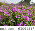 Beautiful sea of flowers 63091317
