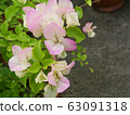 Pink bougainvillea 63091318
