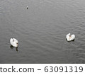 River-centered white swan 63091319