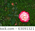 Beautiful rose flower 63091321