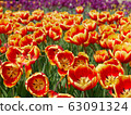 Beautiful tulip flowers 63091324