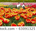 Beautiful tulip flowers 63091325