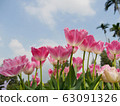 Beautiful pink tulips 63091326