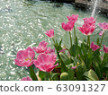 Beautiful pink tulips 63091327