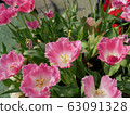 Beautiful pink tulips 63091328