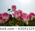 Beautiful pink tulips 63091329