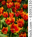 Beautiful tulip flowers 63091330