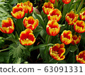 Beautiful tulips 63091331