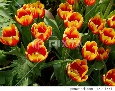 Beautiful tulips Beautiful tulips 63091331