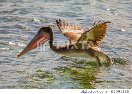 Pelican flying from the water surface, near 63091386