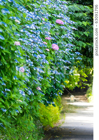 Compete to bloom Compete to bloom 63091706