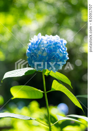 Minazuki Light Minazuki Light 63091707