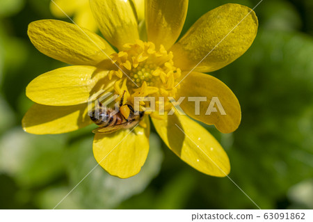 Honeybees sucking flower nectar Honeybees sucking flower nectar 63091862