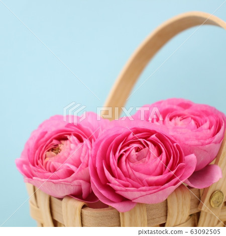 Ranunculus 63092505