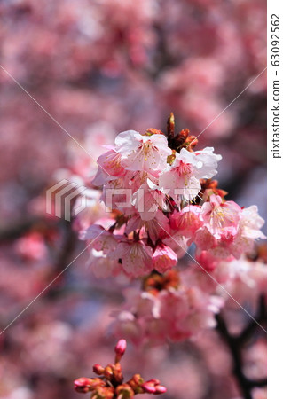 The Horai cherry blossoms in full bloom on a sunny day. The Horai cherry blossoms in full bloom on a sunny day. 63092562