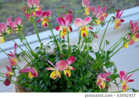 Anger of the sun ... viola Anger of the sun ... viola 63092937