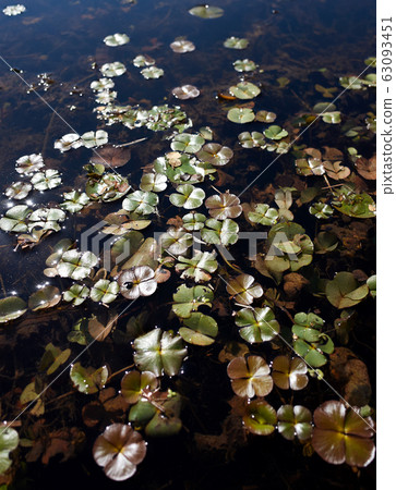 Gwanokji, Lotus Theme Park, Siheung, Gyeonggi-do 63093451