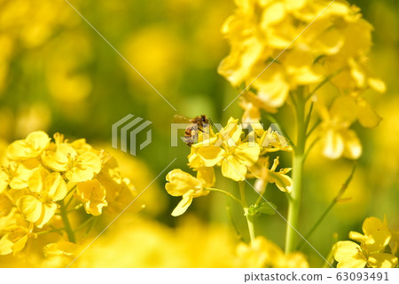 油菜花和蜜蜂 63093491