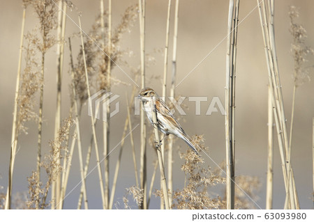 Ohjulin Ohjulin 63093980