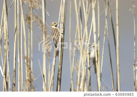 Ohjulin Ohjulin 63093983