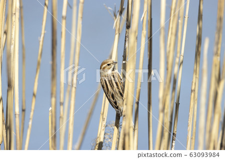 Ohjulin Ohjulin 63093984