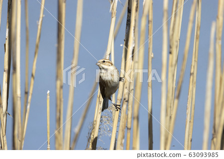 Ohjulin Ohjulin 63093985