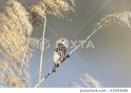 Ohjulin Ohjulin 63093986