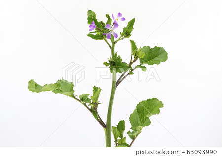 Hamadaikon Hamadaikon 63093990