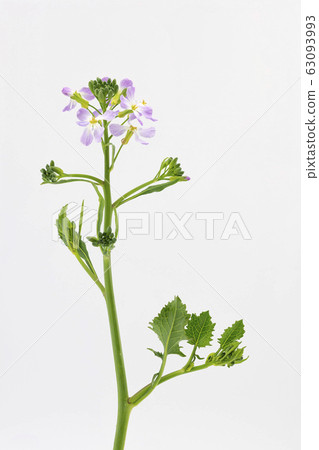 Hamadakon Hamadakon 63093993