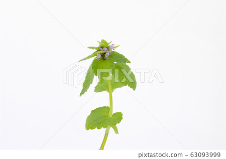 Himeodoricosoum 63093999