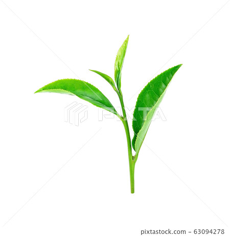Green tea leaf on white background. Green tea leaf on white background. 63094278