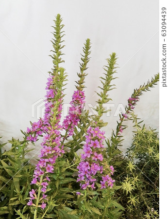 Beautiful Fresh Pink Angelonia Goyazensis Benth Beautiful Fresh Pink Angelonia Goyazensis Benth 63094439
