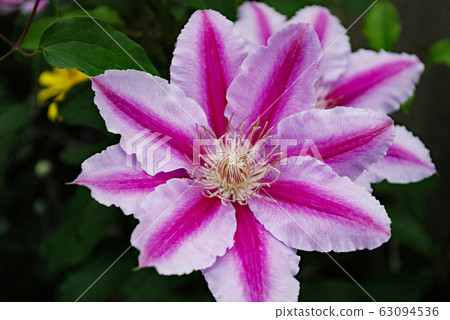 Flowers of Tetzen 63094536