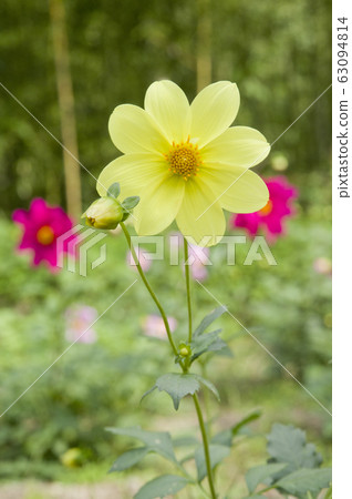 The name of this flower is Dahlia. 63094814