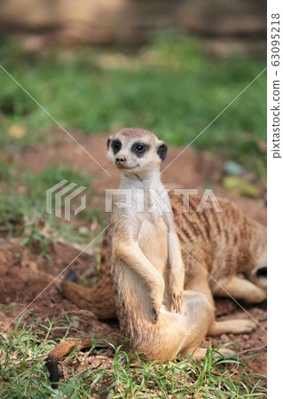 meerkat  63095218