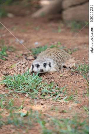 meerkat  63095222