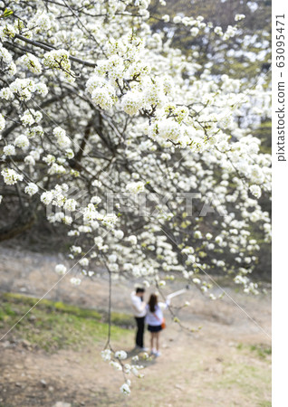 Flowers blooming in spring 63095471