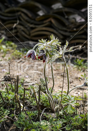 Flowers blooming in spring 63095551